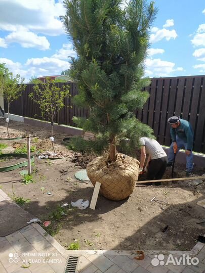 Сосна / Ель обыкновенная