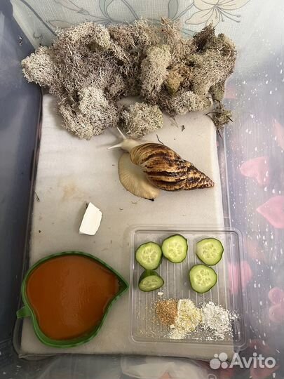 Ахатина ретикулята