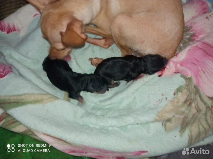 Той-терьер щеночки