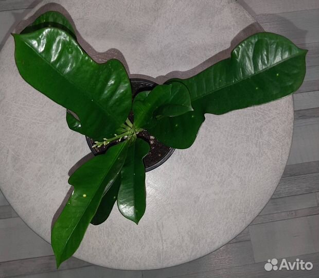 Кротон Вилма