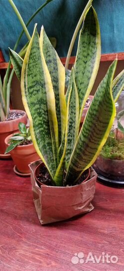 Сансевиерия Лаурентия