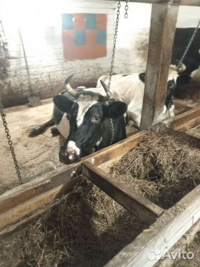 Коровы дойные