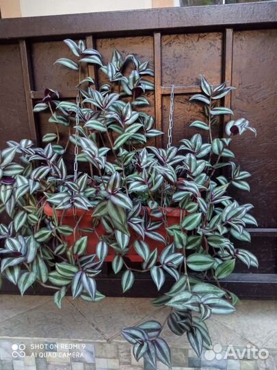 Традесканция зебрина, хлорофитум