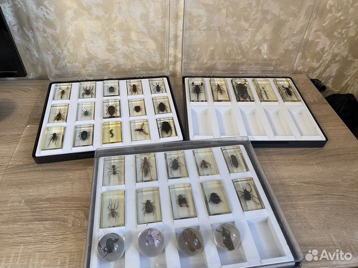 Коллекционные жуки в стекле 30 жуков и 4 шарика