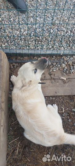 Славная девочка (4,5 мес)