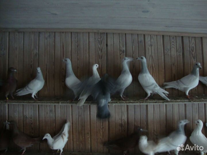 Продажа голубей
