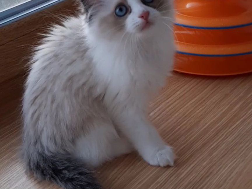 Котята рэгдолл. Девочка ragdoll