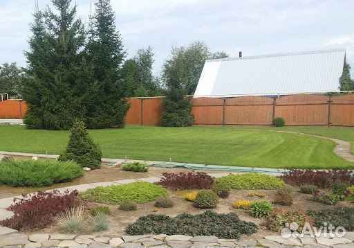 Рулонный газон мятлик