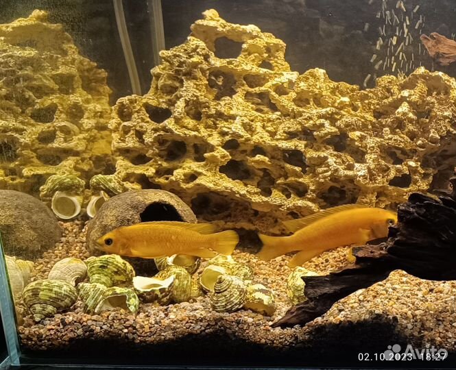 Лампрологус апельсиновый