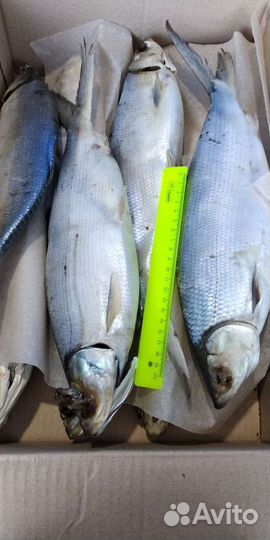 Снэковая продукция и много рыбы