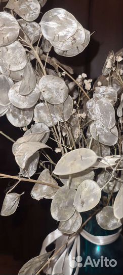 Лунария /лунник (рассада)