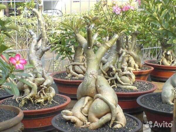 Семена Роза пустыни