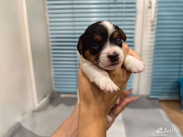 Щенки Джек рассел терьер