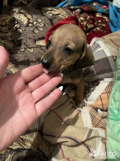 Щенки таксы