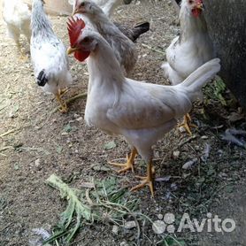 Петух и утки домашние