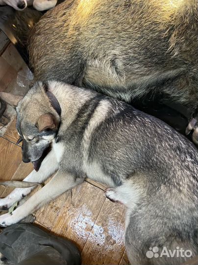 Западно сибирская лайка возраст 2 года