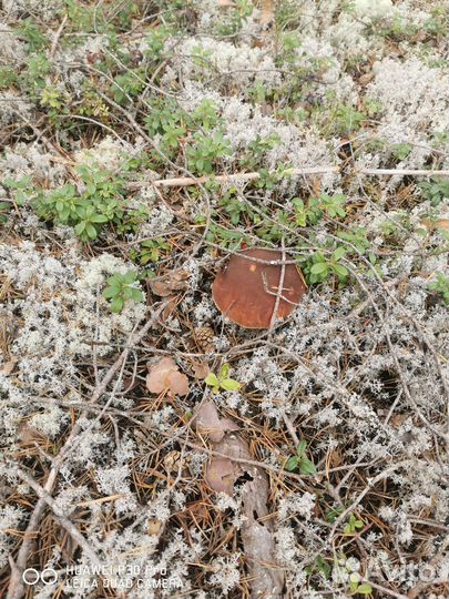 Боровики, белые грибы