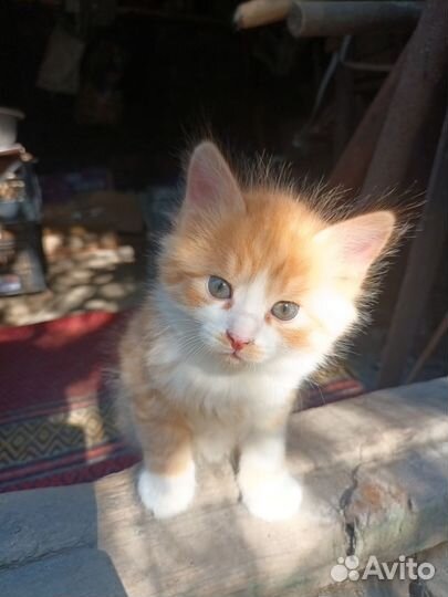 Котята бесплатно