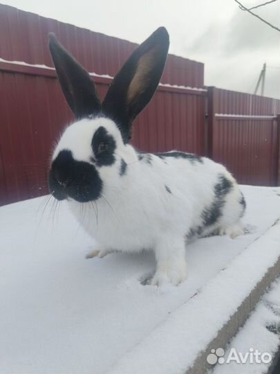 Кролики немецкий пестрый великан