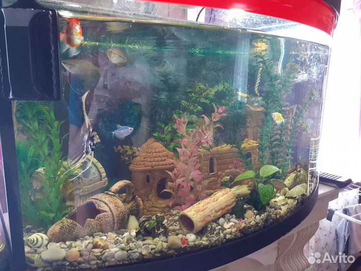 Аквариум