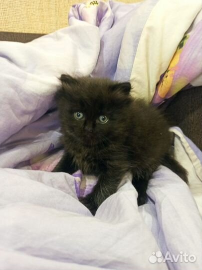 Британские котята