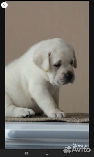 Щенки лабрадора