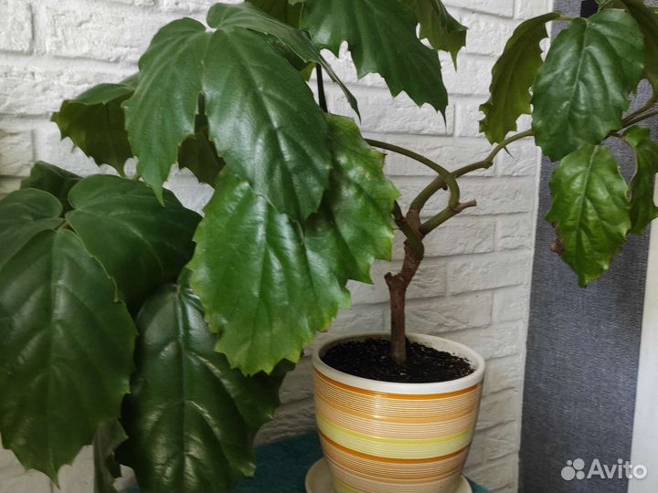 Тетрастигма