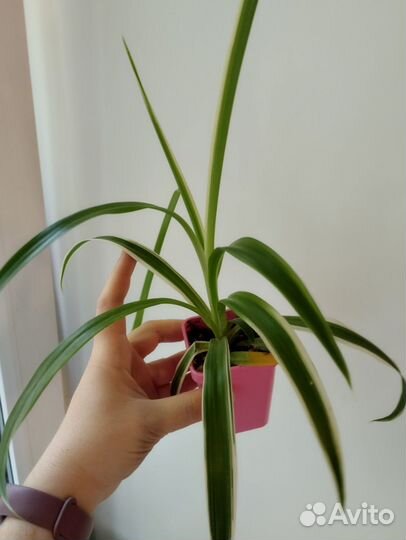 Хлорофитум