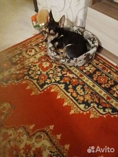 Вязка той-терьер