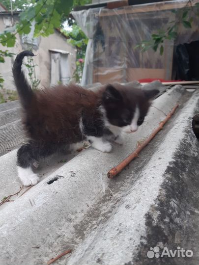 Котята в хорошие руки