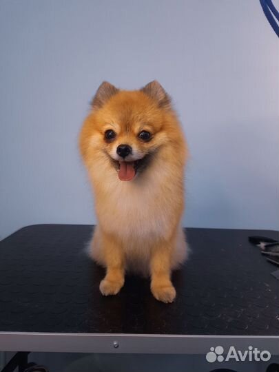 Груминг / Стрижка собак / Стрижка кошек