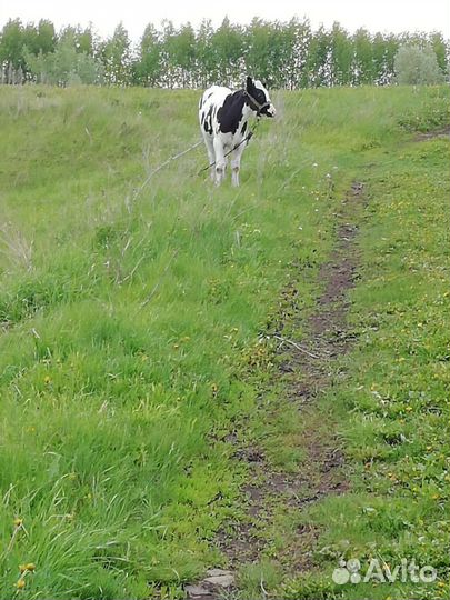Теленок 5 месяца 20 дней