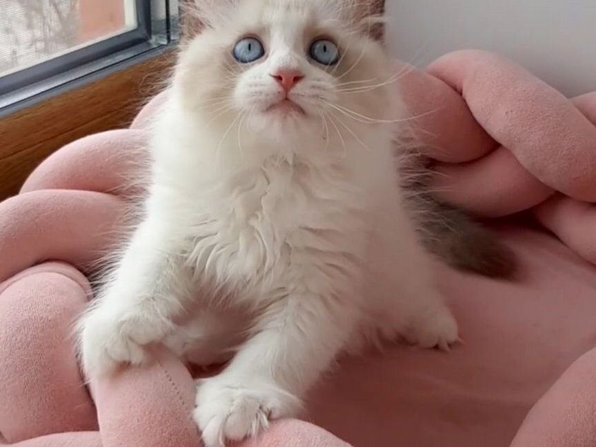 Котята рэгдолл. Тряпичная кукла. Ragdoll. Мальчик