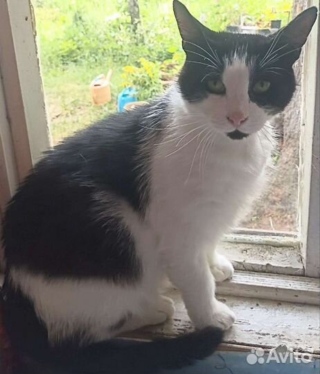 Мудрый, крупный кот с лимонными глазами Василий