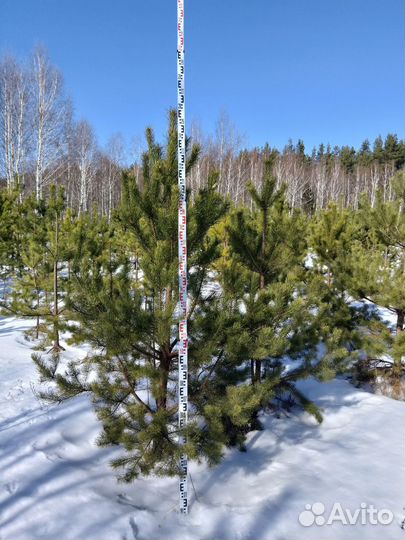 Сосна обыкновенная