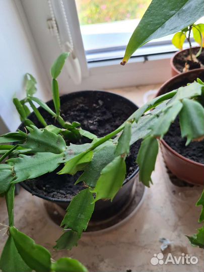 Пахистахис, декабрист розовый