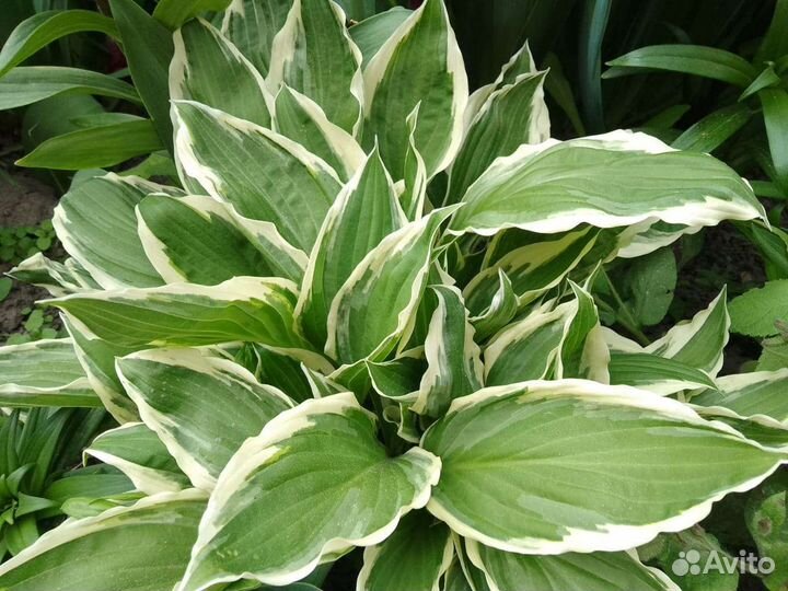 Хоста растение