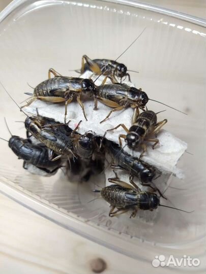 Сверчок двупятнистый (черный)