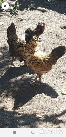 Павловские курицы