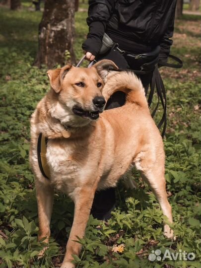 Собака в добрые руки