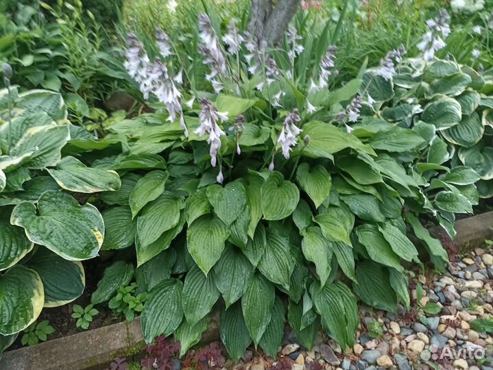 Хоста растение