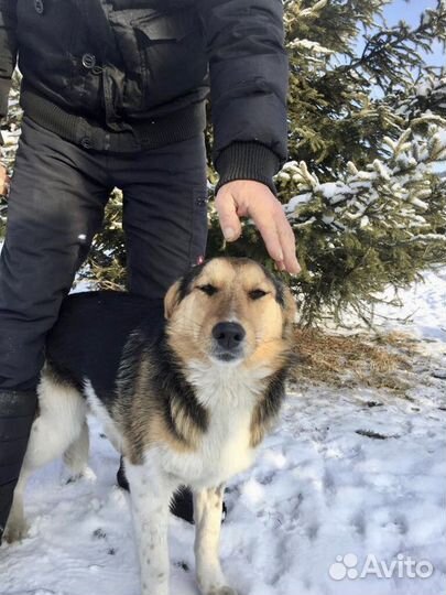 Ищу самого лучшего хозчина