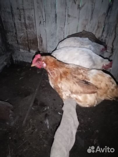 Куры несушки