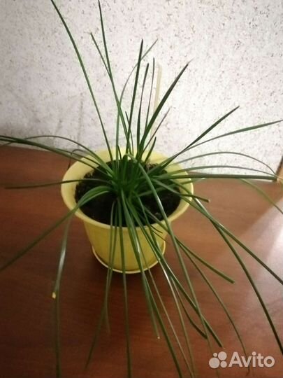 Цветы комнатные