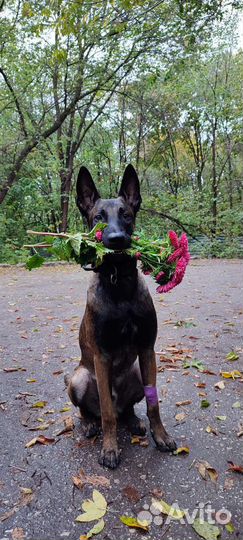 Кинолог, воспитание и дрессировка собак