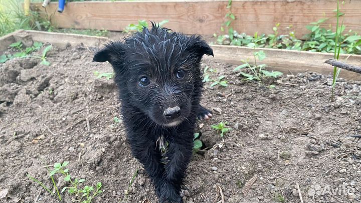 Щенки ищут дом есть и девочки и мальчики 1 месяц