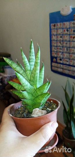 Сансевиерии часть 3