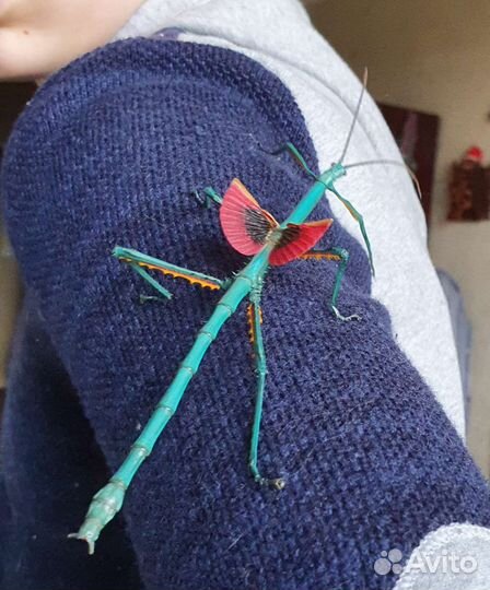 Палочники Achrioptera fallax очень редкие