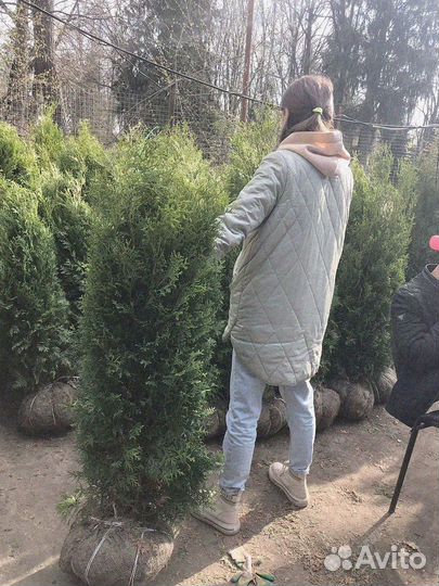 Туя западная Брабант