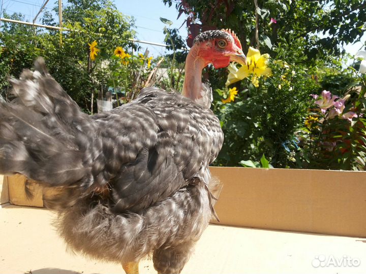 Продаются петушки голошейки возраст 3 месяца